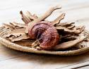 Medicinální houba Reishi: S čím vším pomůže, pro koho je vhodná a pro koho nikoliv