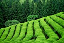 Zelený čaj - malý zázrak
