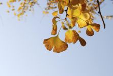 Ginkgo biloba a jeho účinky