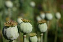 Opium - účinky a využití