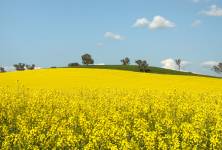 Krajina září žlutě - máme se radovat nebo bát?