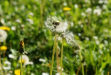Jarní pylové alergie, jak se jim vyhnout?