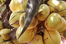 Kokosy pod lupou - odhalte výjimečnost kokosové vody a kokosového oleje 