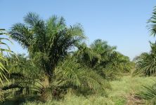 Palmový olej - vliv na naše zdraví a dopad na světovou ekologii