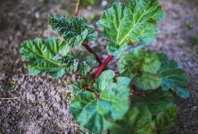 Rebarbora - zdravá i život ohrožující zelenina