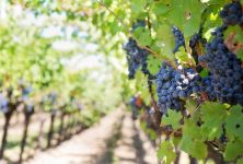 Vinobraní vrcholí - jak poznat kvalitní burčák? 