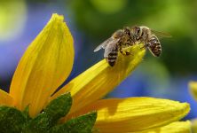 Apiterapie - léčba pomocí včelích produktů