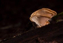 Reishi, čaga a shiitake - houby nesmrtelnosti