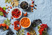 Podzimní bylinky pro zdraví a vitalitu do sychravých dnů