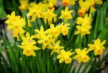Narcisy a hyacinty jsou oblíbení průvodci jarem, využití mají také v kosmetice