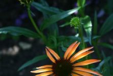 Echinacea neboli "sluneční klobouk"