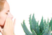 Aloe vera - bylinky pro zdraví