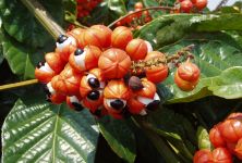 Guarana - bylinky pro zdraví