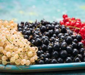 Rybíz – jaký je nejzdravější a kterého vitamínu obsahuje významné množství? 