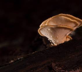 Reishi, čaga a shiitake - houby nesmrtelnosti