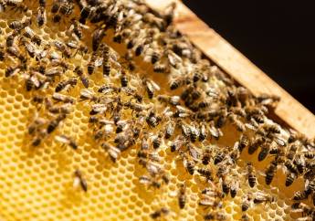 Med: Tekuté zlato z úlu