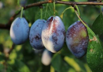 Babí léto ve znamení švestek: Proč jsou tyto plody i jejich pecky elixírem mládí?“