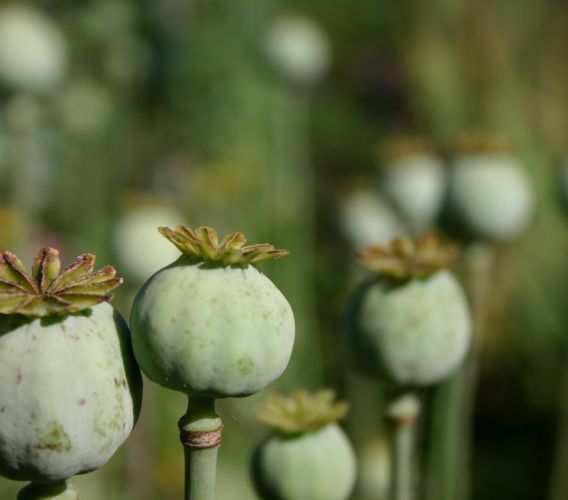 Opium - účinky a využití