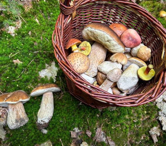 Houby jako jste je neznali: 4 fascinující zajímavosti, které překvapí i zkušené houbaře