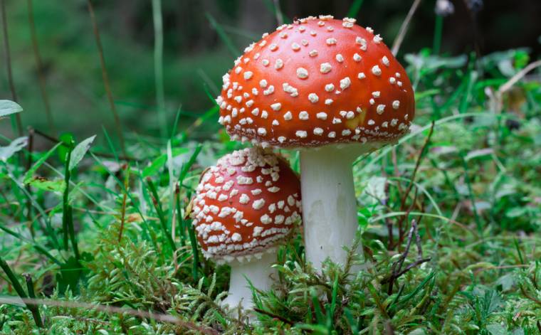 Nepříjemnosti, které k houbám patří: otravy z hub. Jaký je správný postup?